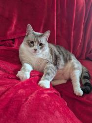 Reunited Female Cat last seen Tyler Ave NW and Stout, Piedmont, OK 73078