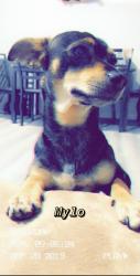 Lost Male Dog last seen N Lilac Ave Rialto Ca, Rialto, CA 92376