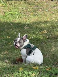 Reunited Male Dog last seen Minnesota Avenue/Lyndale Pl SE, Washington, DC 20019