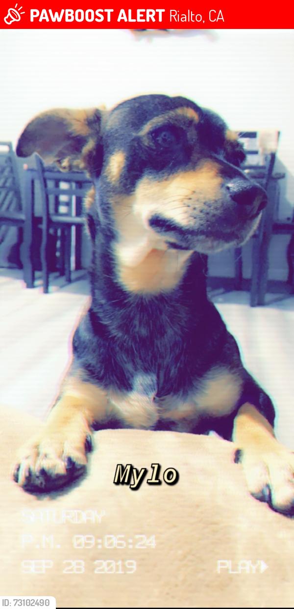 Lost Male Dog last seen N Lilac Ave Rialto Ca, Rialto, CA 92376