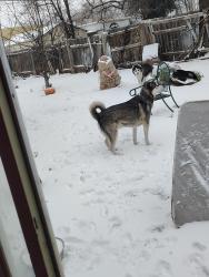 Reunited Male Dog last seen 25th and Jackson, Wichita, KS 67204