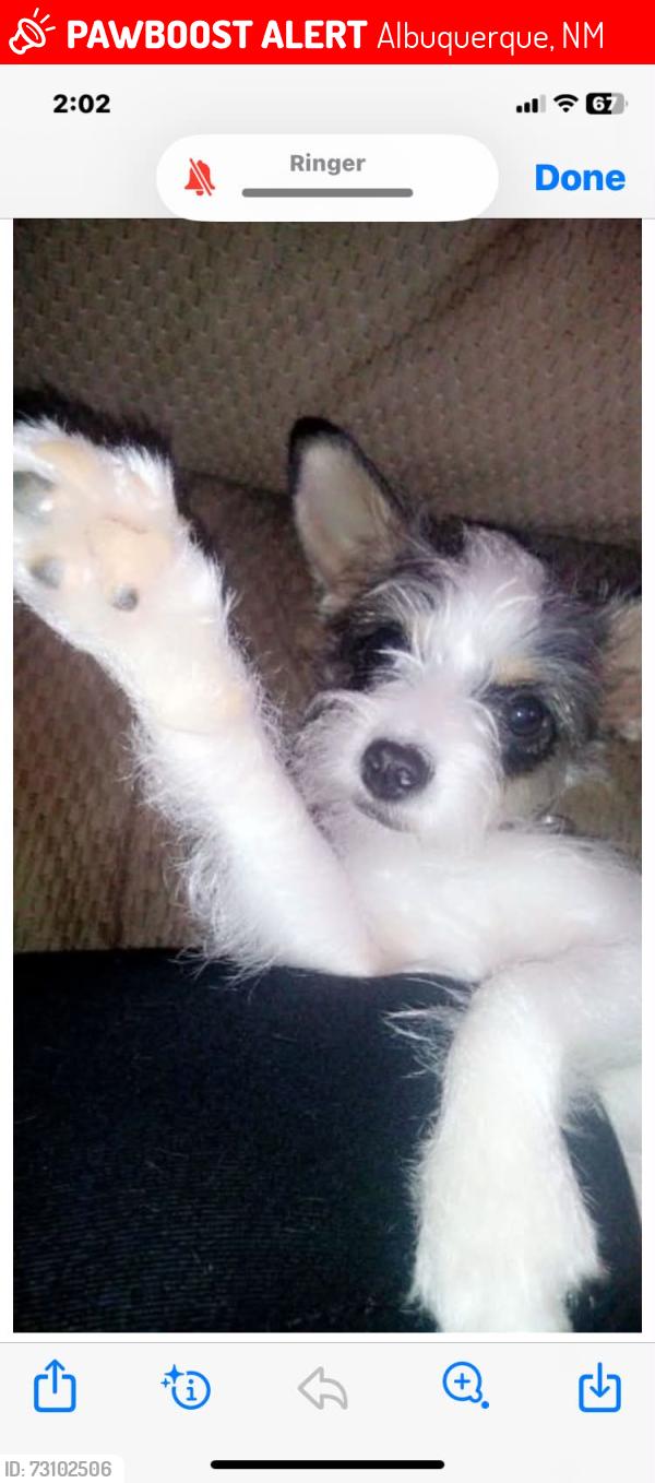 Lost Female Dog last seen Avenida Cesar Chavez and Broadway, Albuquerque, NM 87102