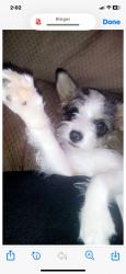 Lost Female Dog last seen Avenida Cesar Chavez and Broadway, Albuquerque, NM 87102