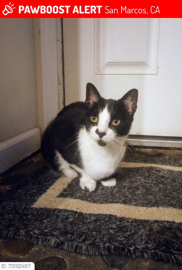 Lost Male Cat last seen Sunset Park, San Marcos, CA 92078