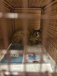Shelter Stray Unknown Cat last seen Near Lampting Drive, PFLUGERVILLE, TX, 78660, 7201 Levander Loop bldg a, Austin, TX 78702, USA