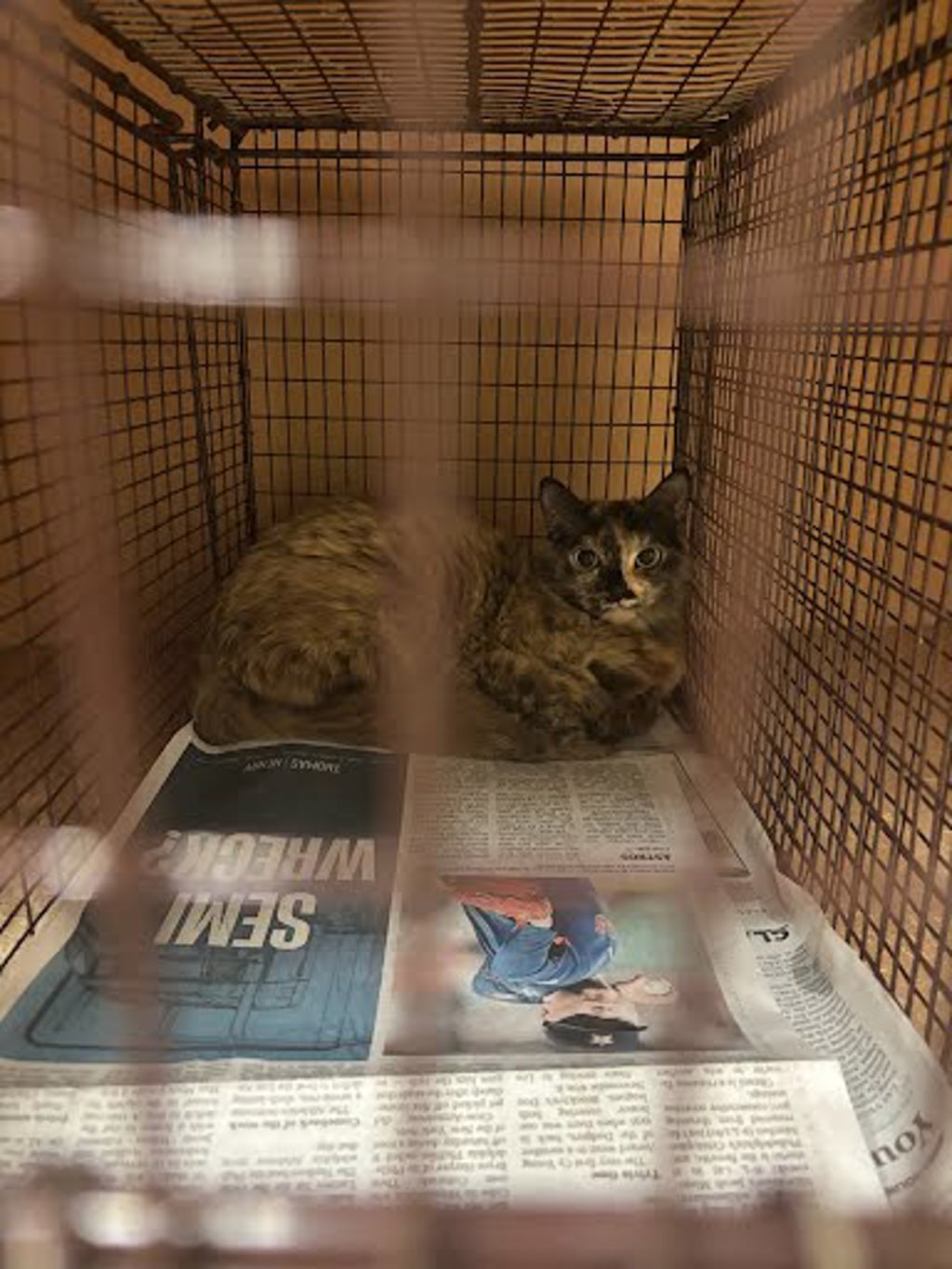 Shelter Stray Unknown Cat last seen Near Lampting Drive, PFLUGERVILLE, TX, 78660, 7201 Levander Loop bldg a, Austin, TX 78702, USA