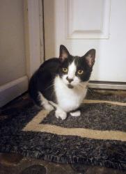 Lost Male Cat last seen Sunset Park, San Marcos, CA 92078