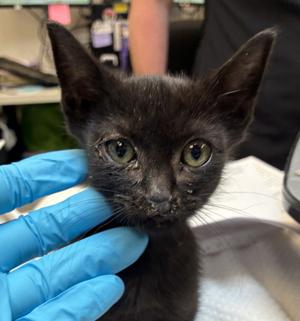 Shelter Stray Female Cat last seen SE 170th/Stark, OR, 1700 W Historic Columbia River Hwy, Troutdale, OR 97060, USA