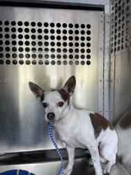Shelter Stray Male Dog last seen Near Brodie Lane, AUSTIN, TX, 78745, 7201 Levander Loop bldg a, Austin, TX 78702, USA