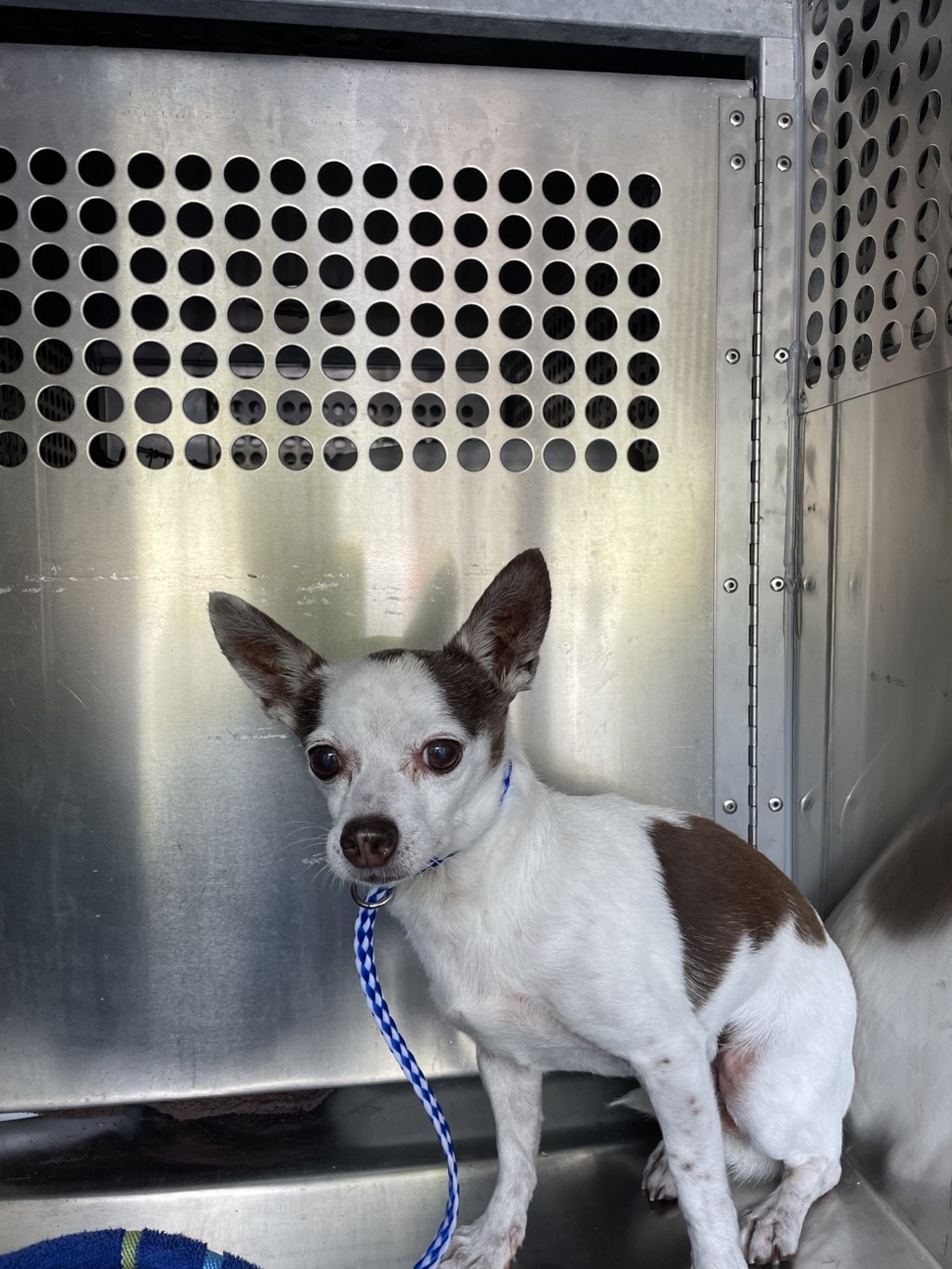 Shelter Stray Male Dog last seen Near Brodie Lane, AUSTIN, TX, 78745, 7201 Levander Loop bldg a, Austin, TX 78702, USA