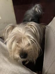 Lost Female Dog last seen 5th and Indiana should, Philadelphia, PA 19106
