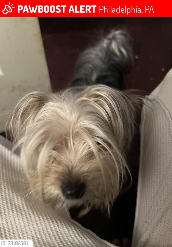 Lost Female Dog last seen 5th and Indiana should, Philadelphia, PA 19106