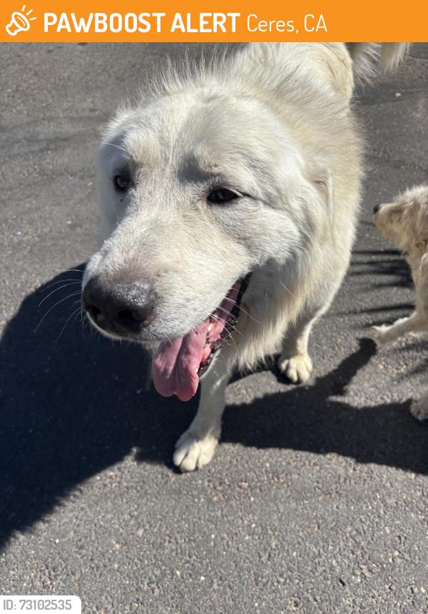 Found/Stray Unknown Dog last seen Service, Ceres, CA 95307