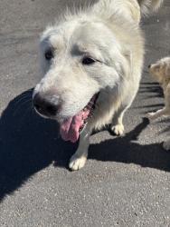 Found/Stray Unknown Dog last seen Service, Ceres, CA 95307