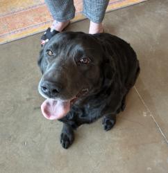 Shelter Stray Male Dog last seen Near W 200 S, SALT LAKE CITY, UT, 84101, 511 W 3900 S, Salt Lake City, UT 84123, USA