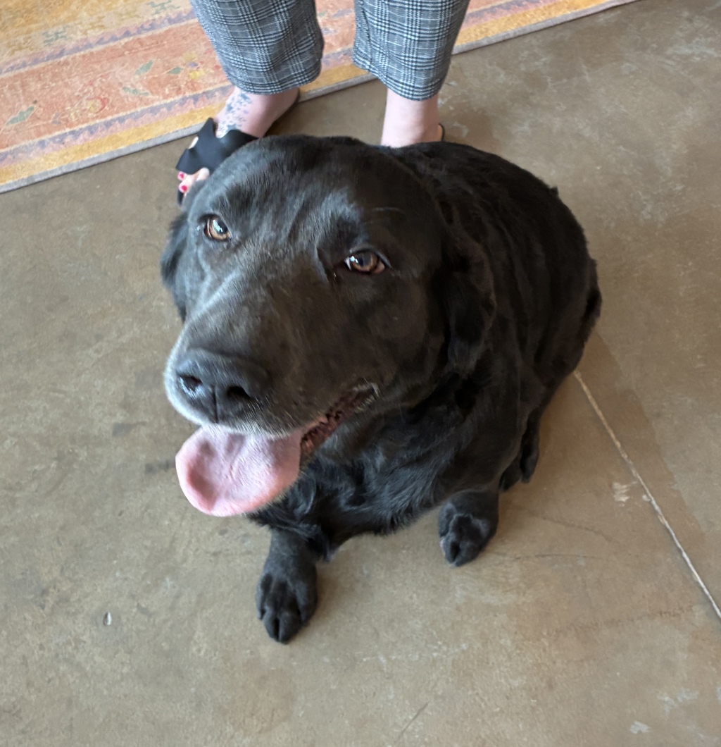 Shelter Stray Male Dog last seen Near W 200 S, SALT LAKE CITY, UT, 84101, 511 W 3900 S, Salt Lake City, UT 84123, USA