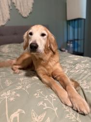 Found/Stray Female Dog last seen Walker Valley high school, Cleveland, TN 37323