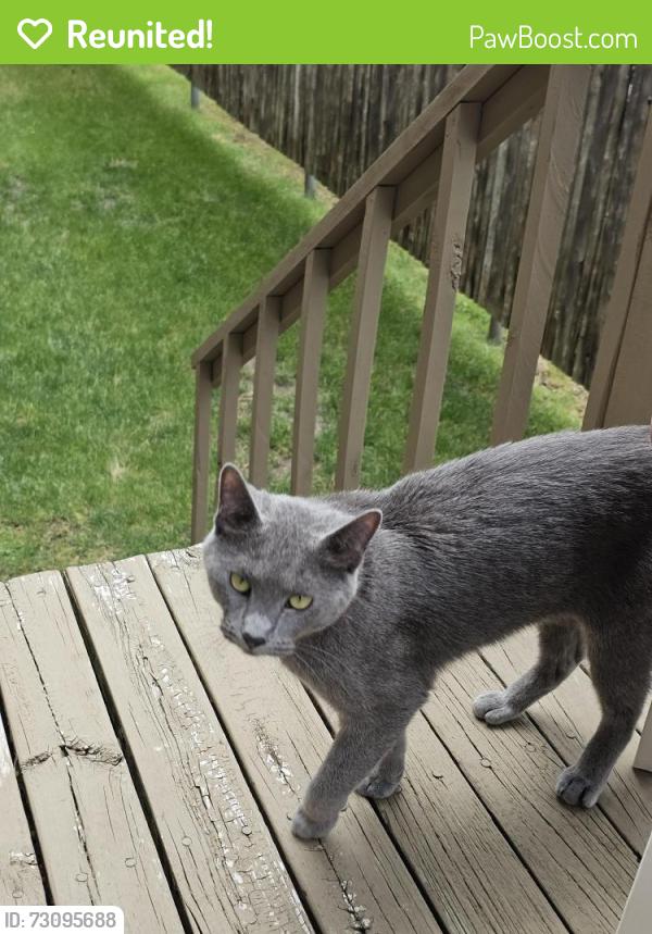 Reunited Male Cat last seen Dunbar Ln Cul-de-sac , East Dundee, IL 60118