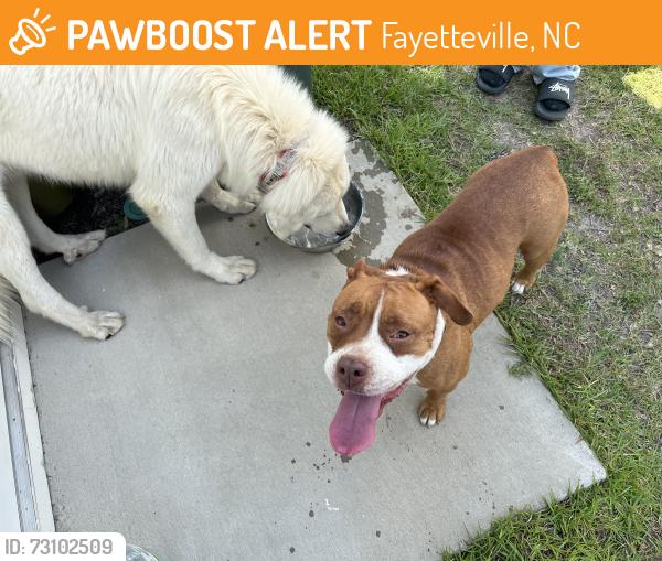 Found/Stray Unknown Dog last seen The Preserve at Lake Upchurch, Fayetteville, NC 28306