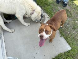 Found/Stray Unknown Dog last seen The Preserve at Lake Upchurch, Fayetteville, NC 28306