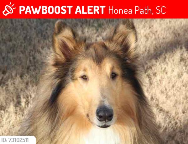 Lost Male Dog last seen Daventon and Forksville Rd., Honea Path, SC 29654