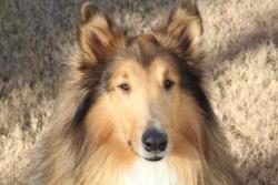 Lost Male Dog last seen Daventon and Forksville Rd., Honea Path, SC 29654
