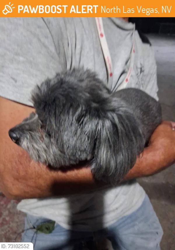 Found/Stray Female Dog last seen Las Vegas Blvd and carey, North Las Vegas, NV 89030