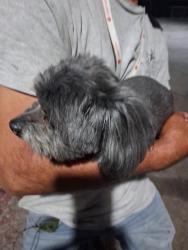 Found/Stray Female Dog last seen Las Vegas Blvd and carey, North Las Vegas, NV 89030