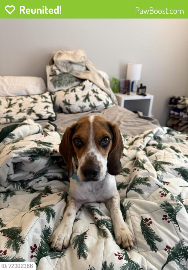 Reunited Male Dog last seen Near Kepwick Dr, Westerville, OH 43081, USA, Westerville, OH 43081