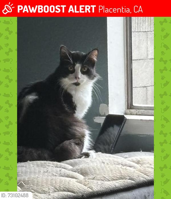 Lost Male Cat last seen sante fe placentia, Placentia, CA 92870