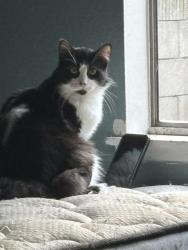 Lost Male Cat last seen sante fe placentia, Placentia, CA 92870