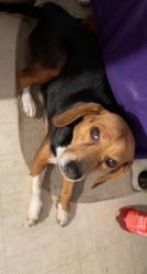 Lost Female Dog last seen Carroll and Avon, Saint Paul, MN 55104