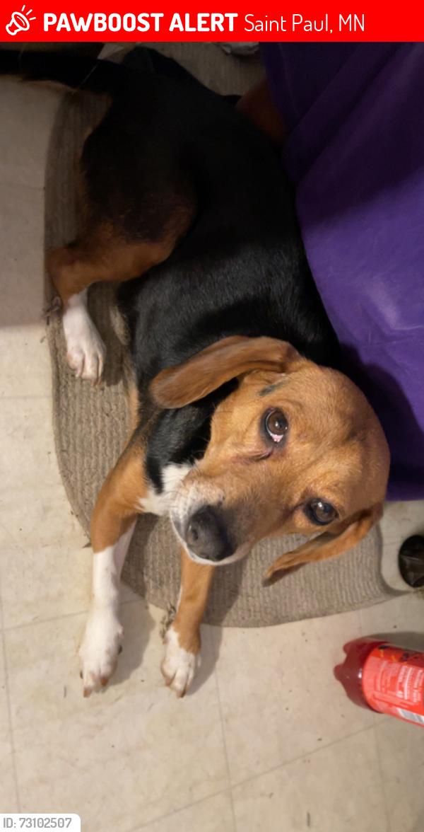 Lost Female Dog last seen Carroll and Avon, Saint Paul, MN 55104