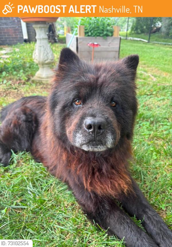Found/Stray Male Dog last seen He wandered into our back yard on Northside Drive in Madison TN, Nashville, TN 37115