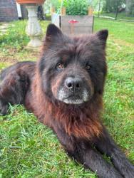 Found/Stray Male Dog last seen He wandered into our back yard on Northside Drive in Madison TN, Nashville, TN 37115