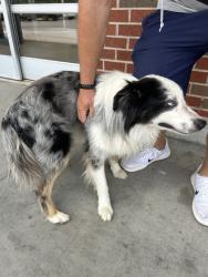 Found/Stray Male Dog last seen NW 23/MacArthur, Oklahoma City, OK 73127