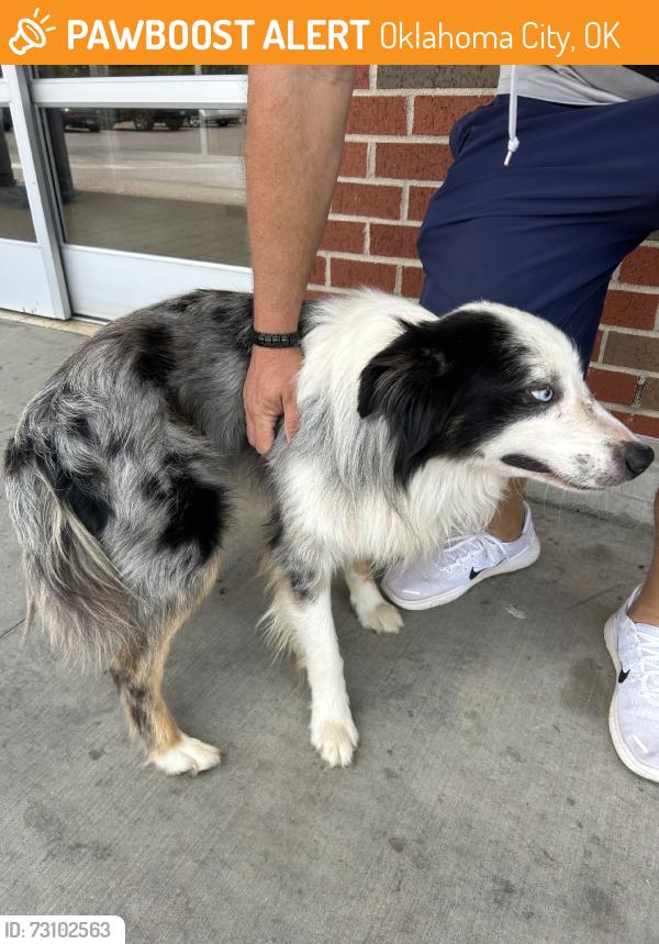 Found/Stray Male Dog last seen NW 23/MacArthur, Oklahoma City, OK 73127