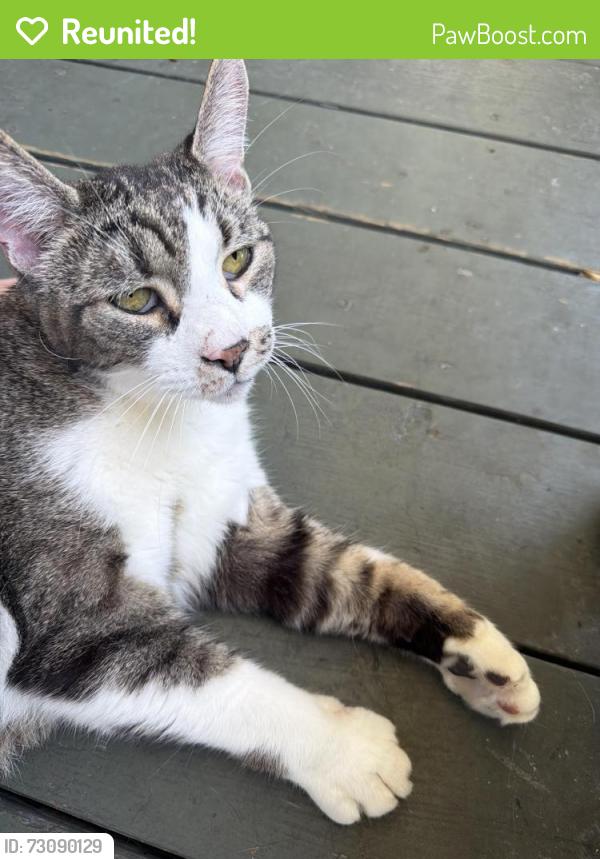 Reunited Unknown Cat last seen Coxwell and Springdale Blvd. , Toronto, ON 