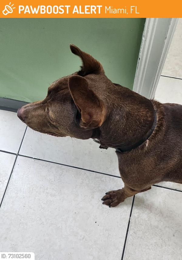 Found/Stray Female Dog last seen Near nw 48th st, Miami, FL 33142