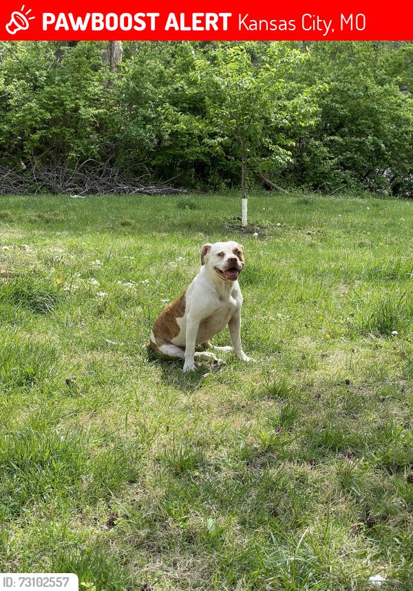 Lost Female Dog last seen Blueridge blv and 23rd st, Kansas City, MO 64129