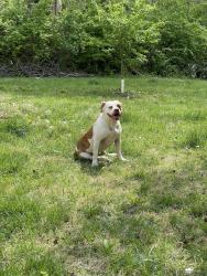 Lost Female Dog last seen Blueridge blv and 23rd st, Kansas City, MO 64129