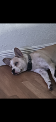 Lost Female Dog last seen Sw 152 ct hmstd fl 33033, Miami-Dade County, FL 33032