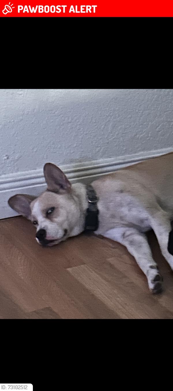 Lost Female Dog last seen Sw 152 ct hmstd fl 33033, Miami-Dade County, FL 33032