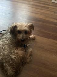 Found/Stray Male Dog last seen Sw 65th & Sante Fe, Oklahoma City, OK 73139