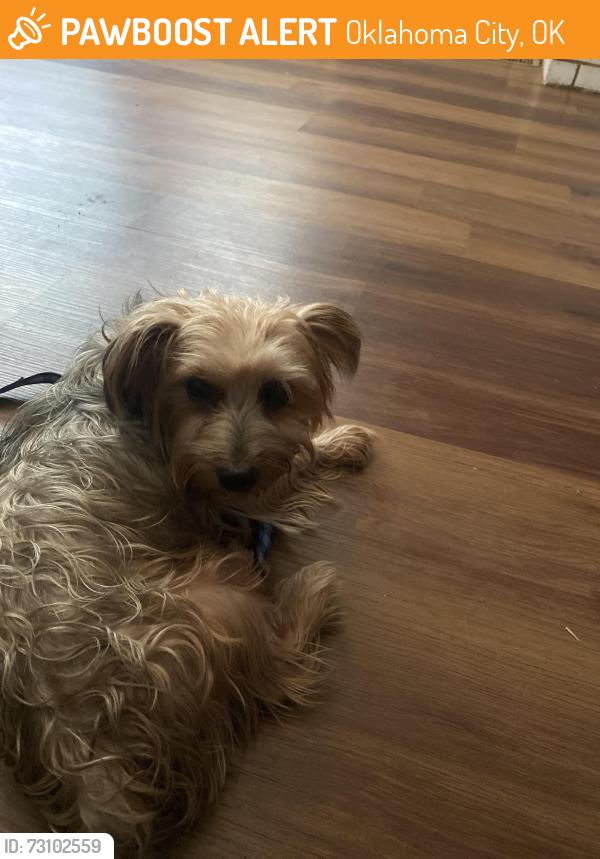 Found/Stray Male Dog last seen Sw 65th & Sante Fe, Oklahoma City, OK 73139