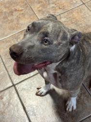 Reunited Male Dog last seen Zorbas, Oklahoma City, OK 73116