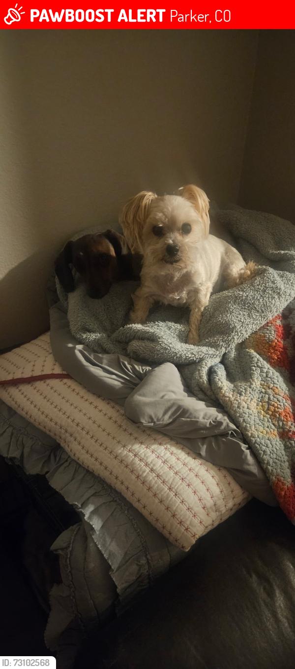 Lost Male Dog last seen Indian Pipe Lane & Parker Road, Parker, CO 80138