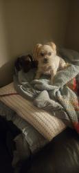 Lost Male Dog last seen Indian Pipe Lane & Parker Road, Parker, CO 80138