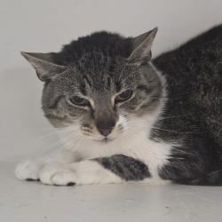 Shelter Stray Male Cat last seen , Animal Care & Control Team of Philly, 111 W Hunting Park Ave, Philadelphia, PA 19140, USA