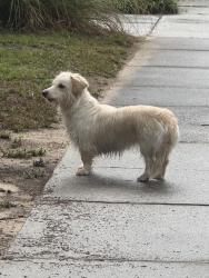 Reunited Female Dog last seen The Wilmington port at the end of Shipyard, Wilmington, NC 28412